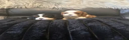 Cavalier King Charles Spaniel dogs for sale: Kc cavalier puppies dna clear  - Advert 18