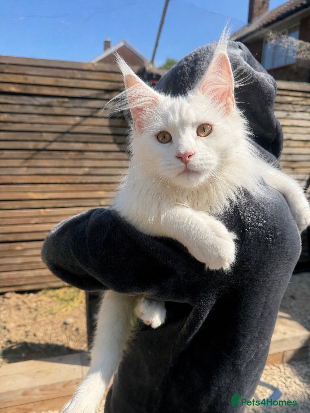 Maine Coon cats Last one!  Perfect example BIG Maine coon kittens  - Advert 12