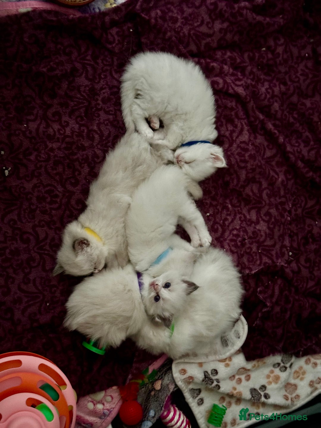 Ragdoll cats for sale: Gorgeous Litter of ragdolls ready 10/10/25 - Image 17