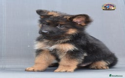 German Shepherd dogs for sale: 🤩💥READY NOW 🤩💥German shepherd puppies  - Image 16