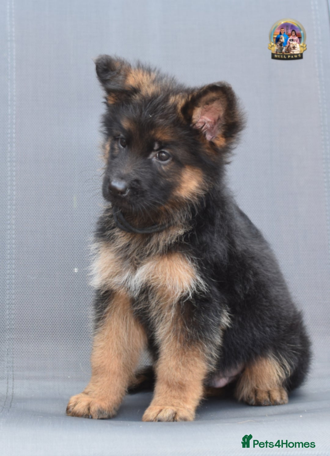 German Shepherd dogs for sale: 🤩💥READY NOW 🤩💥German shepherd puppies  - Image 16