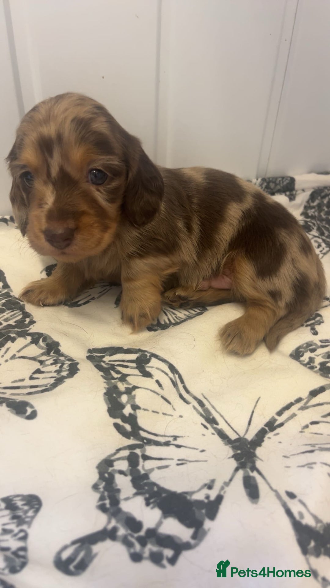 Miniature Dachshund dogs for sale: Long haired dapple miniature Dachsund puppies - Image 9