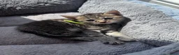 Domestic Shorthair cats for sale: domestic Shorthair Kittens  - Advert 8