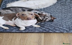 Dachshund dogs for sale: 2 Loving Miniature Dachshunds–Must Stay Together - Image 19