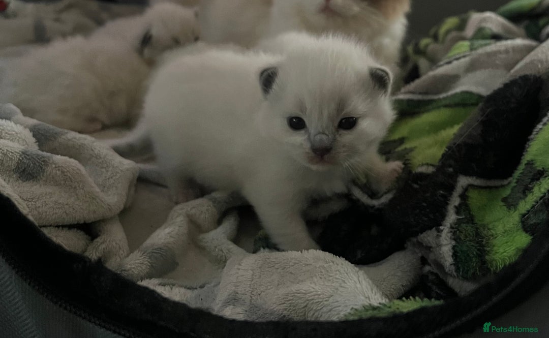 Ragdoll cats for sale: Purebred blue point ragdoll kittens  - Advert 10