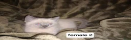 Persian cats for sale: Persian x sphynx accidental litter - Advert 17