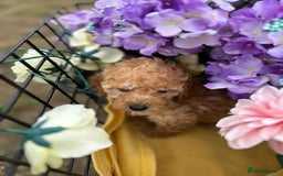 Cockapoo dogs for sale: YANKYDOODLES  ( COCKERPOOS) - Image 14