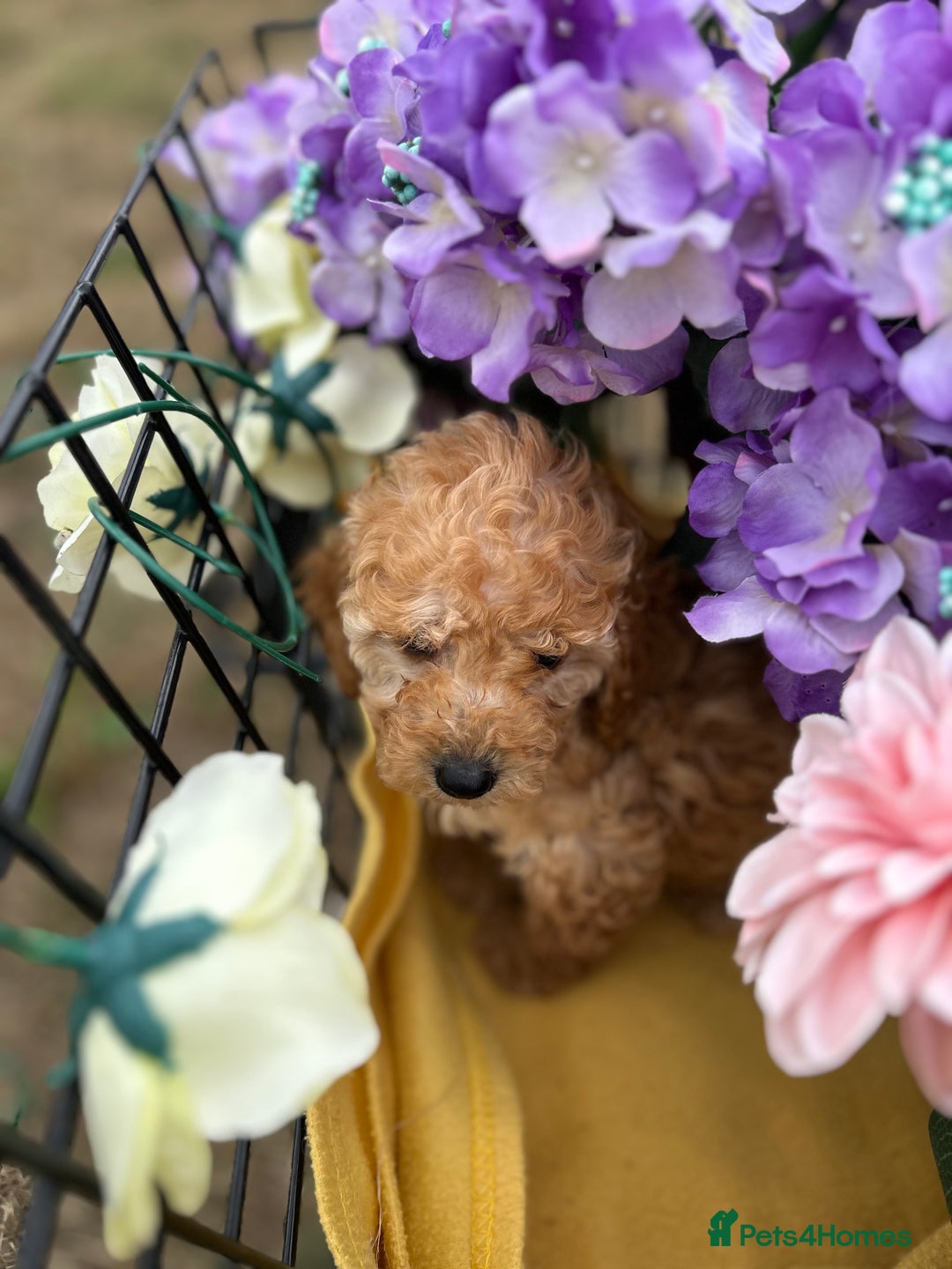 Cockapoo dogs for sale: YANKYDOODLES  ( COCKERPOOS) - Image 14