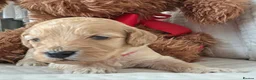 Cockapoo dogs for sale: Golden Cockapoo Puppies - Advert 7