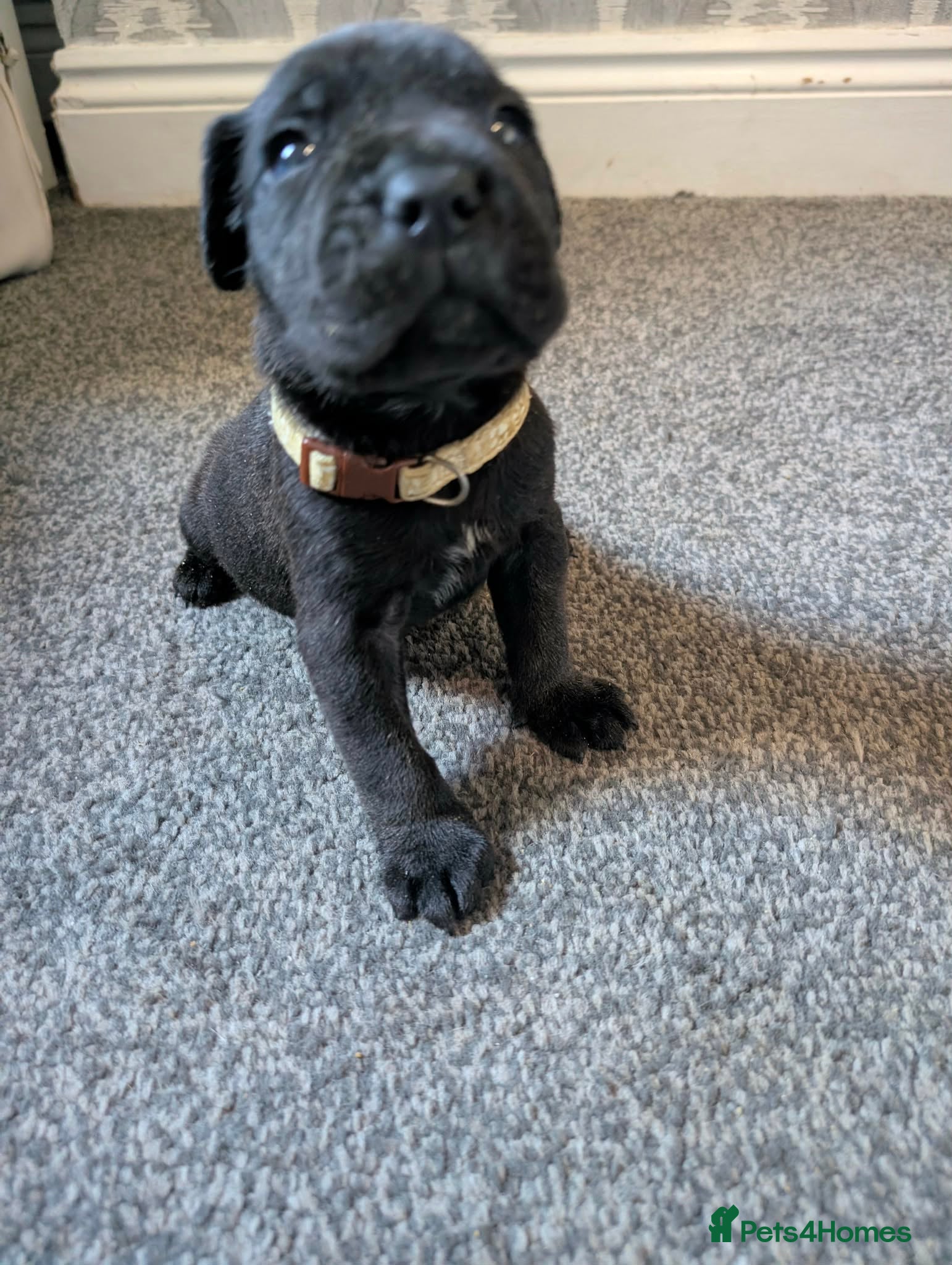 Cane Corso dogs 🐾 Beautiful Cane Corso Mastiff Puppies for Sale  - Advert 2