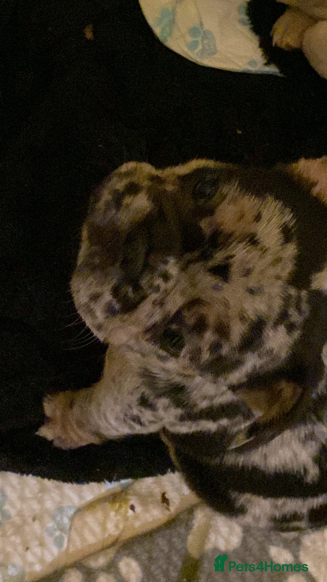 French Bulldog dogs for sale: French bulldog - Advert 5