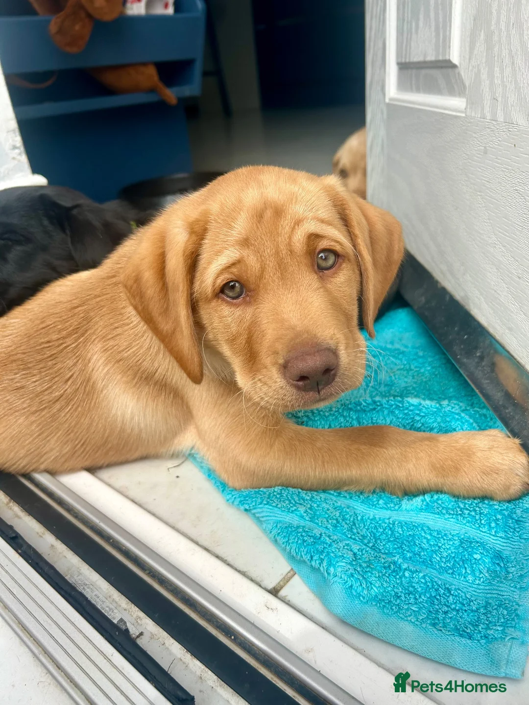 Labrador Retriever dogs for sale: KC Registered Labrador Puppies - Advert 2