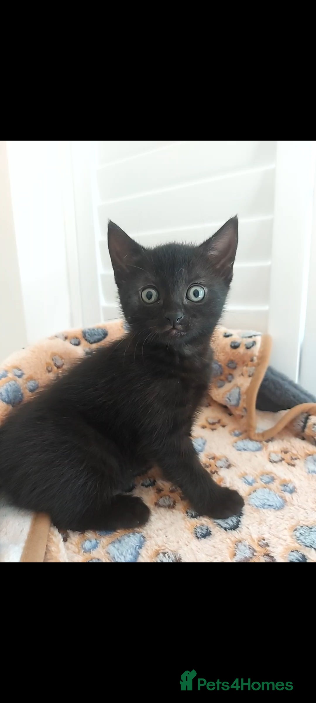 Mixed Breed cats for sale: Beautiful kittens 🥰 - Advert 9