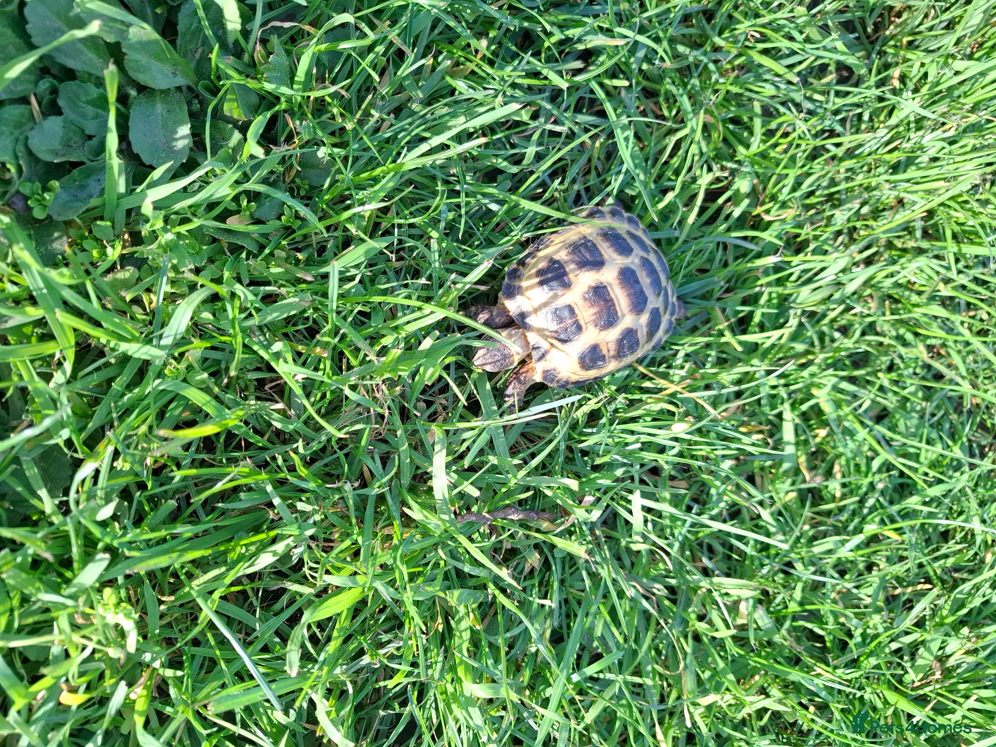 Tortoise reptiles Tortoise  - Advert 2