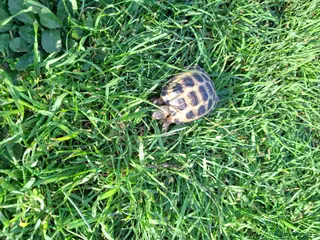 Tortoise reptiles Tortoise - Advert 9