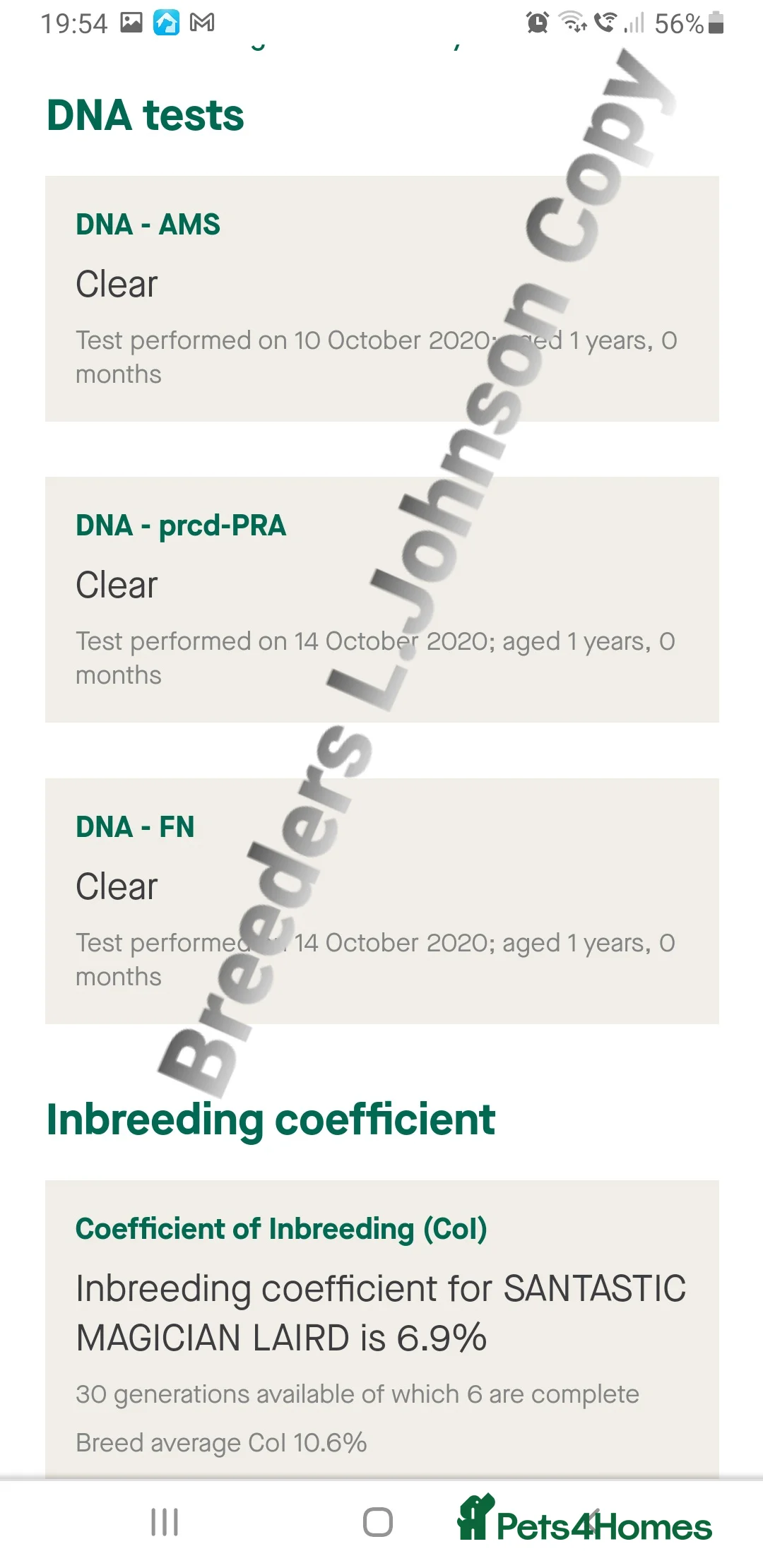 Cocker Spaniel dogs for stud: DNA TESTED/CLEAR KC SHOW GOLD COCKER SPANIEL STUD! in Harlow - Advert 6
