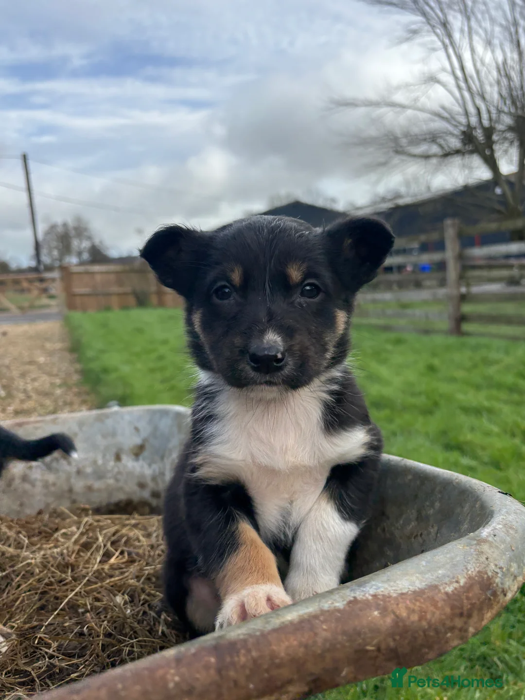 Mixed Breed dogs for sale: Puppies, Australian kelpie cross blue Merle  - Advert 15
