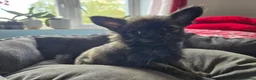 Pomchi dogs for sale: Little baby  - Advert 2