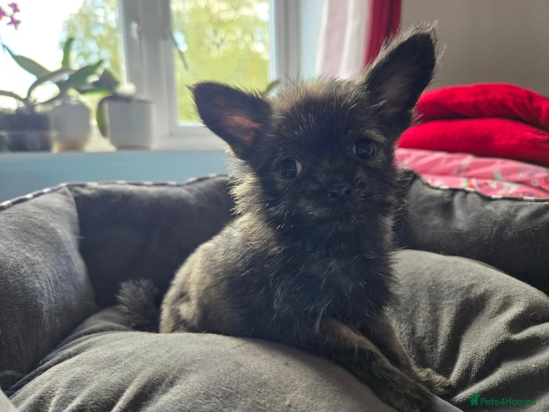 Pomchi dogs for sale: Little baby  - Advert 2