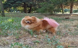 Pomeranian dogs for sale: An irresistibly fluffy Pomeranian pup - Image 7