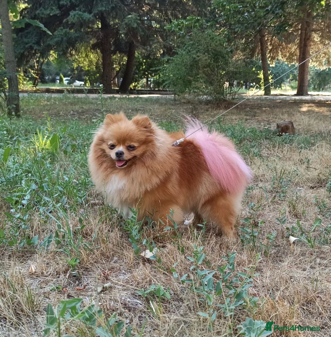 Pomeranian dogs for sale: An irresistibly fluffy Pomeranian pup - Image 7