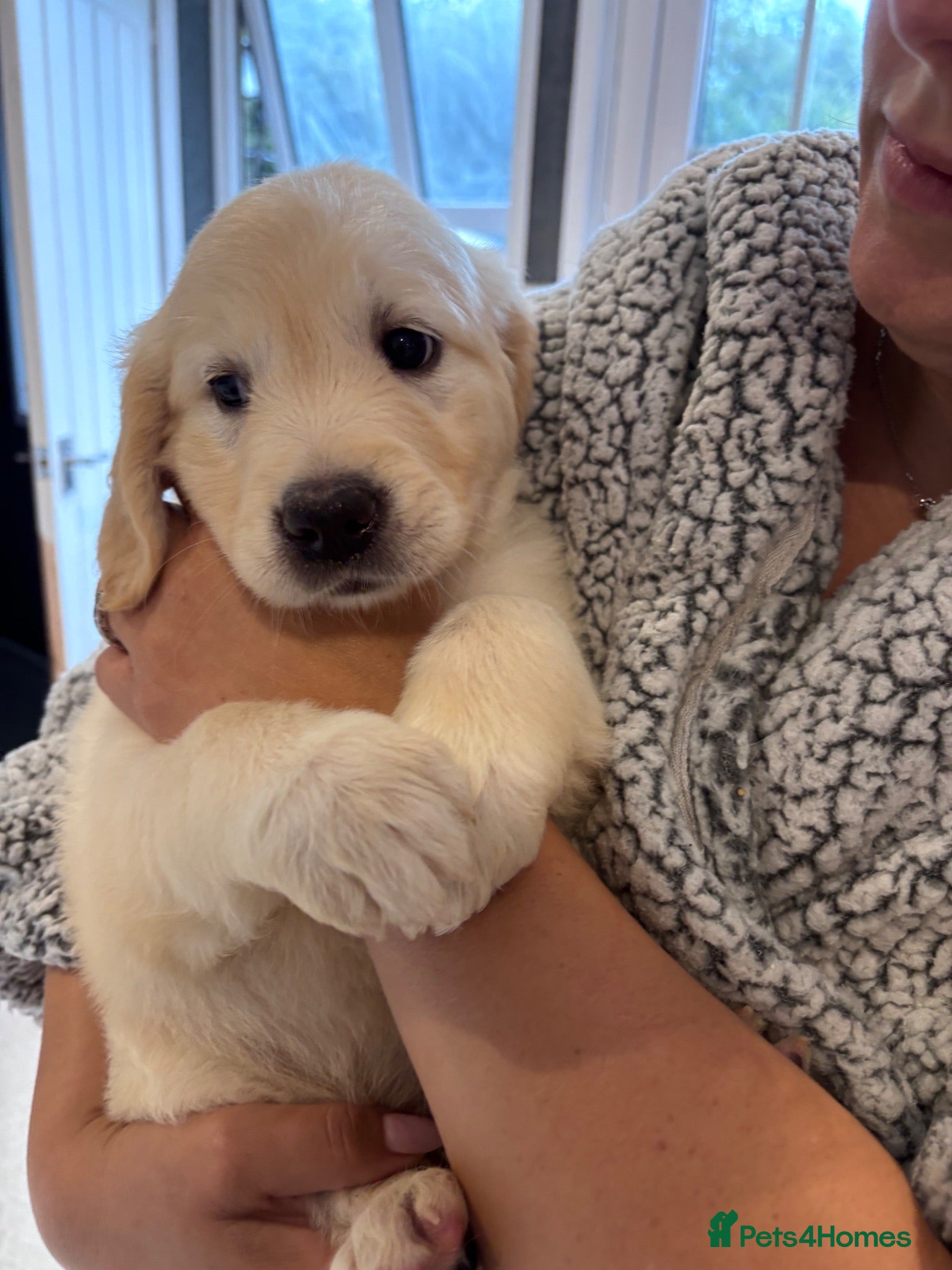 Golden Retriever dogs     Stunning KC Registered Golden Retriever Pups - Advert 1
