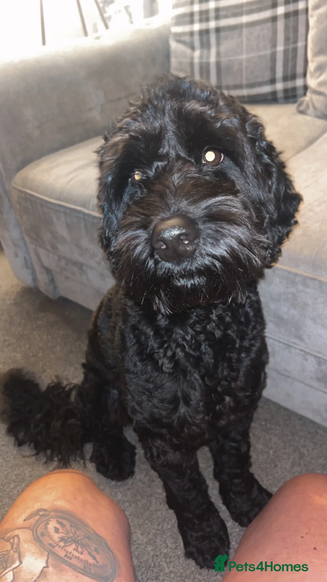 Cockapoo dogs for stud: Beautiful natured cockapoo for stud - Advert 5