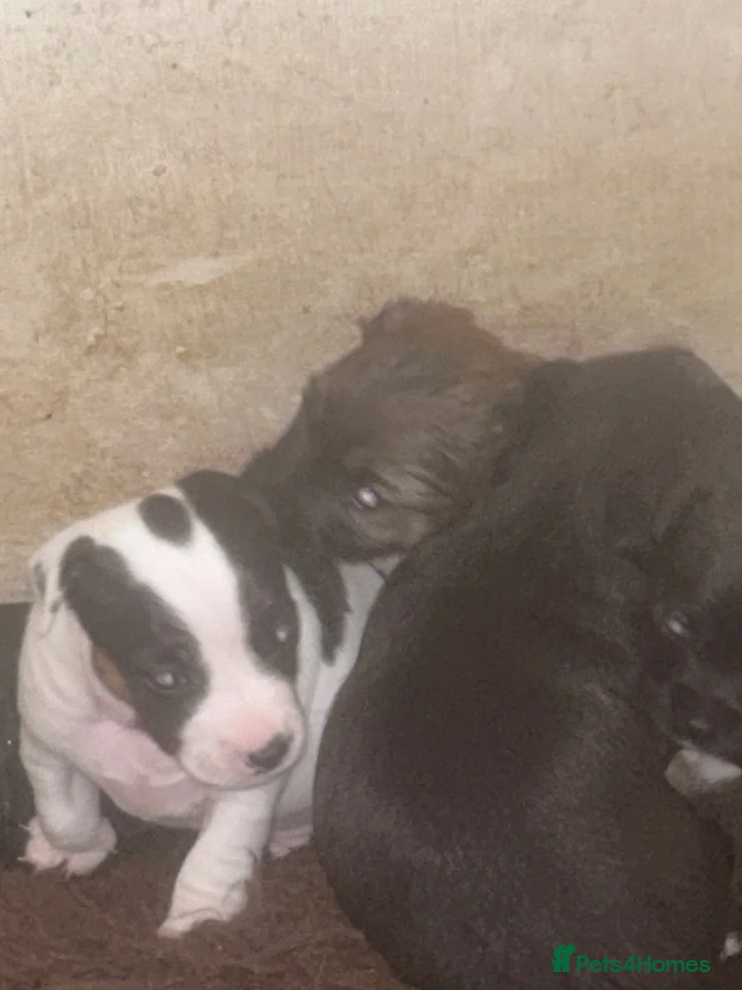 Jack Russell dogs for sale: Jack Russell  - Advert 7