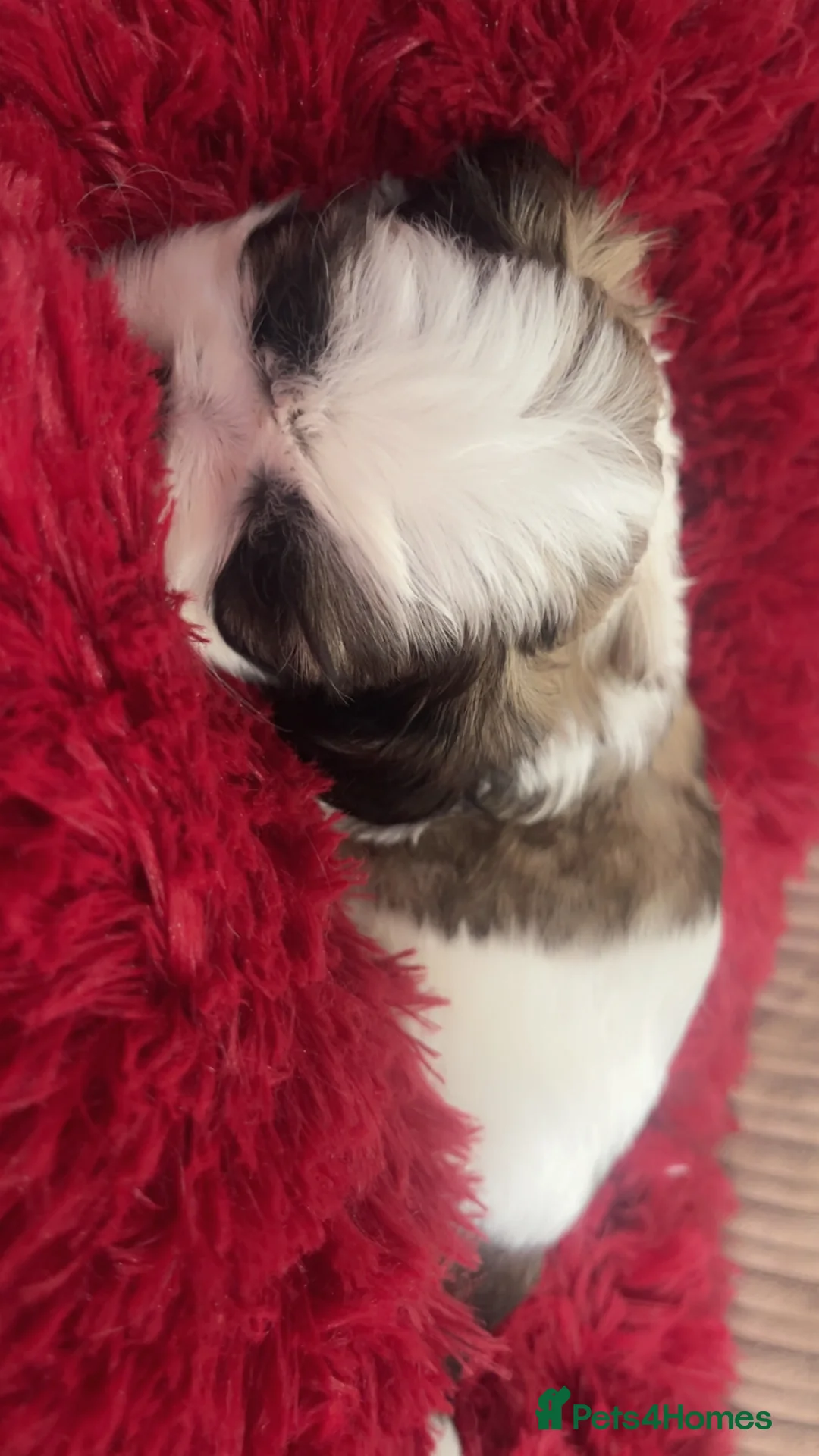 Shih Tzu dogs for sale: Beautiful litter of puppy’s  - Advert 21