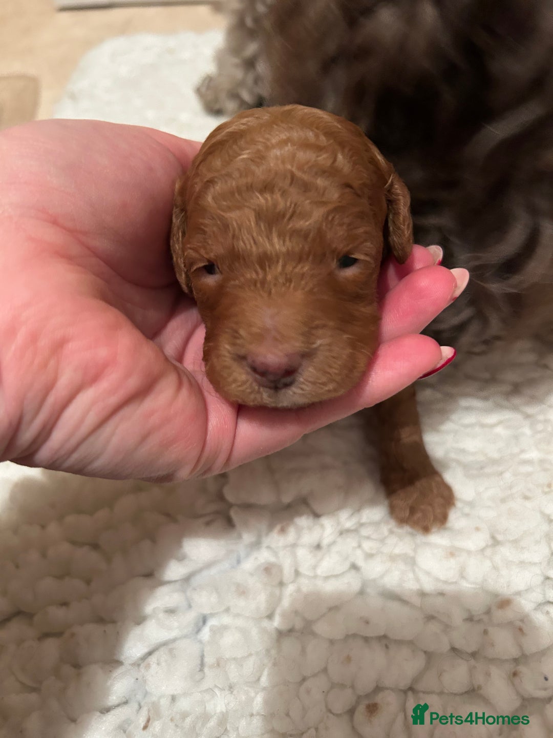 Mixed Breed dogs for sale: Beautiful miniature labradoodle puppies  - Advert 29