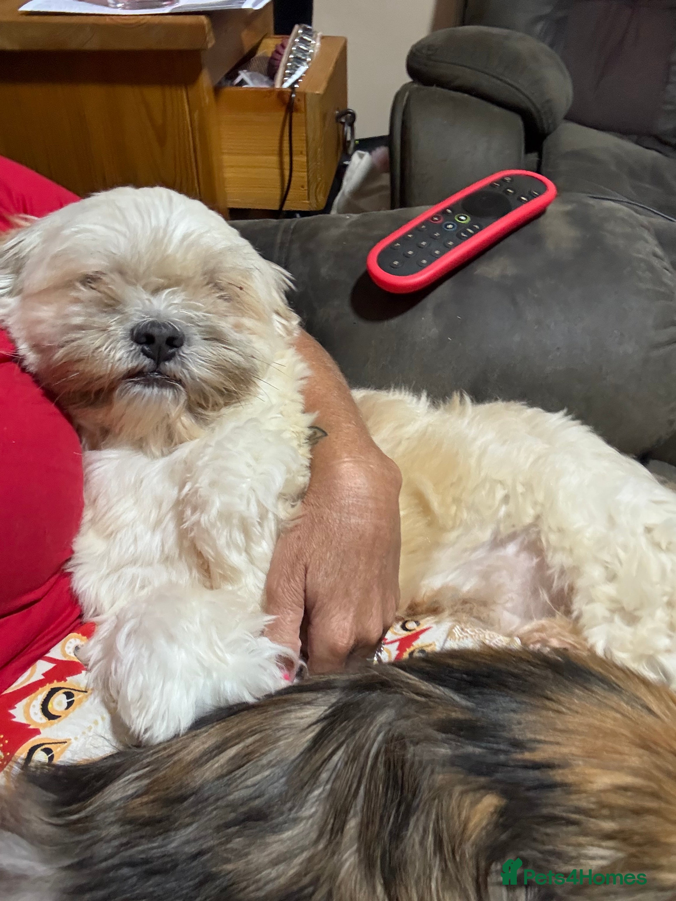 Lhasa Apso dogs KC registered experienced Champagne boy for stud in Chelmsford - Advert 1