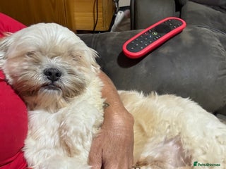 Lhasa Apso dogs in Chelmsford - Advert 2