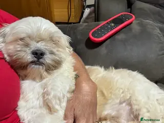 Lhasa Apso dogs KC registered experienced Champagne boy for stud in Chelmsford - Advert 1