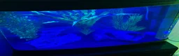 Axolotl reptiles for sale: 🦎 Two Adult Axolotls + Complete Aquarium Setup in Swansea - Advert 5