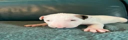 English Bull Terrier dogs for sale: Beautiful puppies in Edinburgh - Advert 7