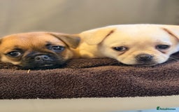 Pug dogs for sale: Adorable Pug x Pomeranian Puppies, Ready Today. - Image 6
