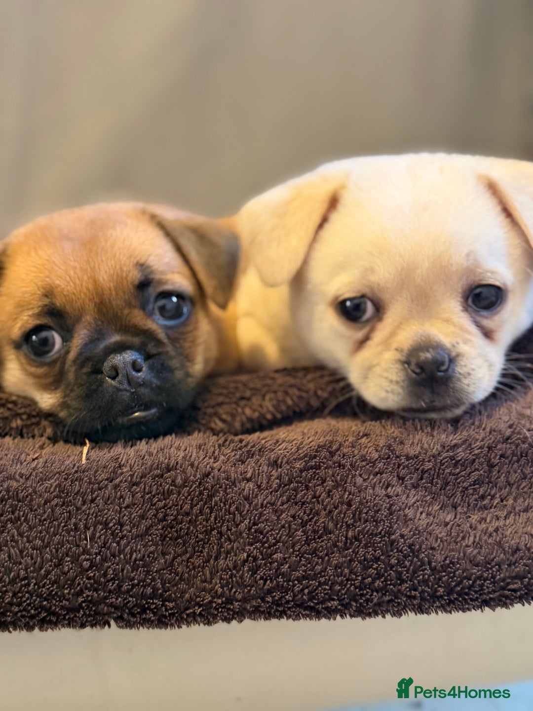 Pug dogs for sale: Adorable Pug x Pomeranian Puppies, Ready Today. - Image 6