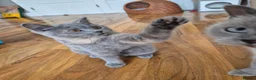 British Shorthair cats for sale: Ready! GCCF parents with champions in line,BSH - Advert 21