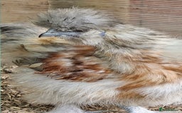 Chickens poultry for sale: Partridge Silkie cockerel  - Image 3
