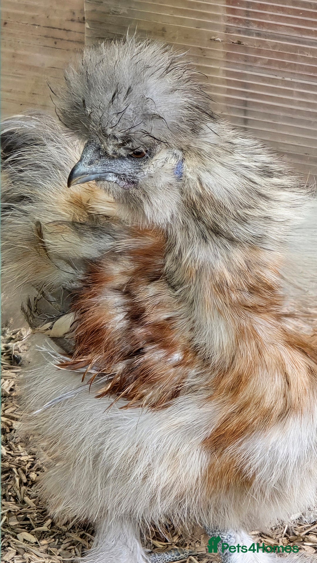 Chickens poultry for sale: Partridge Silkie cockerel  - Image 3