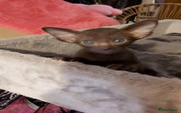 Oriental cats for sale: Full Pedigree Oriental 3 Kittens XL size ears GCCF - Image 3