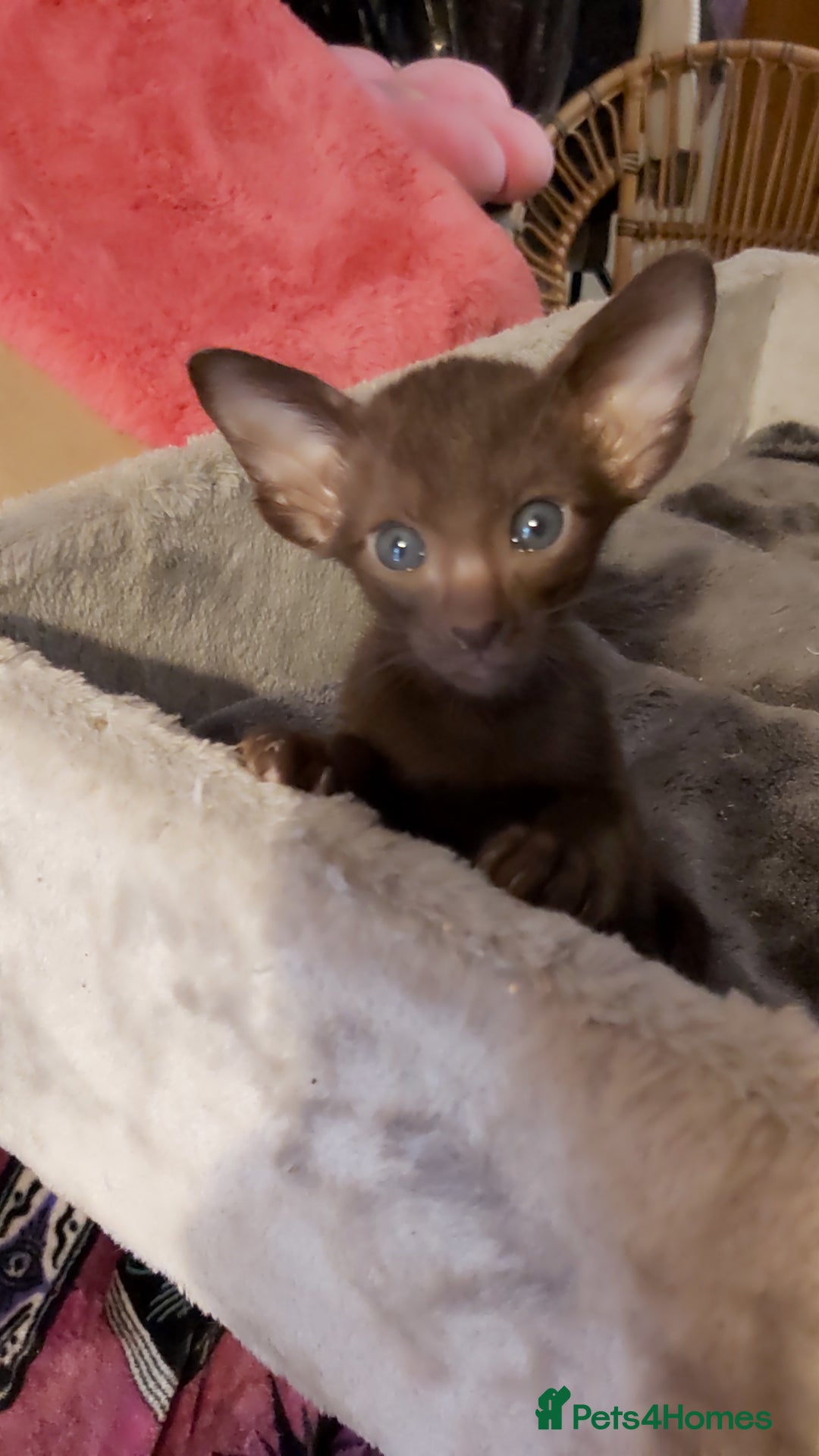 Oriental cats for sale: Full Pedigree Oriental 3 Kittens XL size ears GCCF - Image 3
