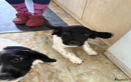 English Springer Spaniel dogs for sale: KC Registered English springer spaniel puppies. - Image 28