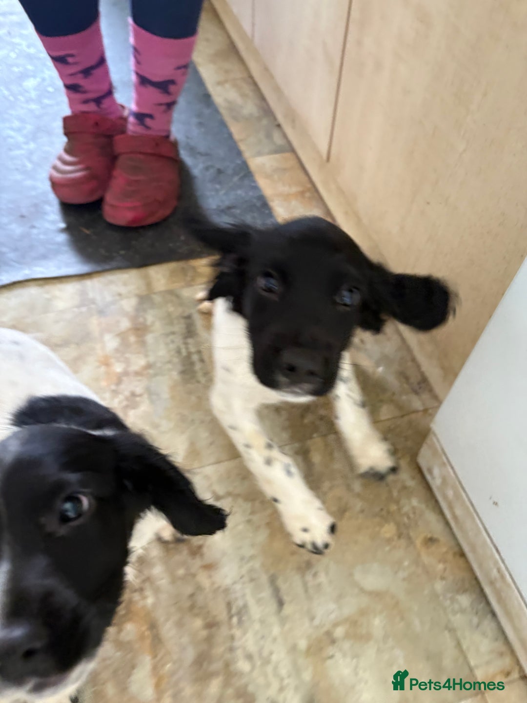 English Springer Spaniel dogs for sale: KC Registered English springer spaniel puppies. - Image 28