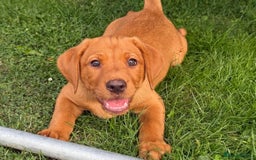 Labrador Retriever dogs for sale: KC REG RED FOX LABRADORS - ONLY 1 MALE LEFT  in Brockenhurst - Image 6