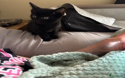 British Shorthair cats for sale: BSH kittens black ready now  - Image 3