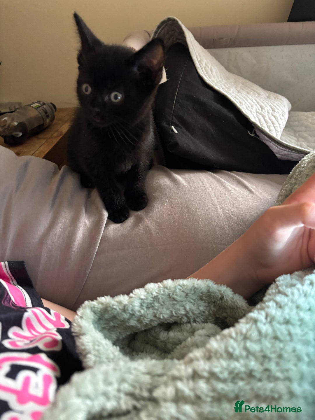 British Shorthair cats for sale: BSH kittens black ready now  - Image 3