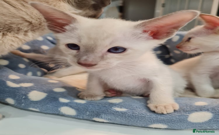 Siamese cats - Advert 7