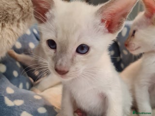 Siamese cats - Advert 9