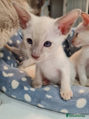 Siamese cats - Advert 7